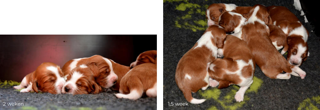 1,5 week 2 weken