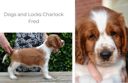Dogs and Locks Charlock Fred