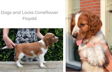 Dogs and Locks Coneflower Floydd
