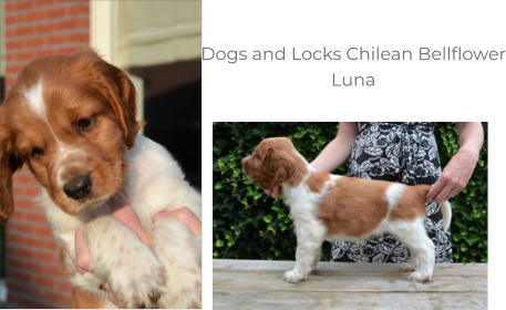 Dogs and Locks Chilean Bellflower Luna