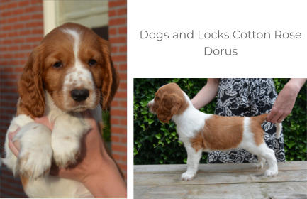Dogs and Locks Cotton Rose Dorus