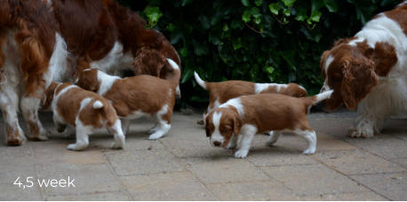 4,5 week