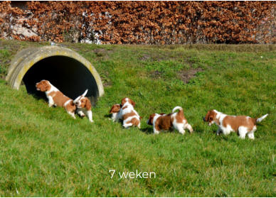 7 weken
