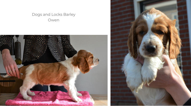 Dogs and Locks Barley Owen