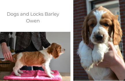 Dogs and Locks Barley Owen