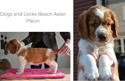 Dogs and Locks Beach Aster Pleun