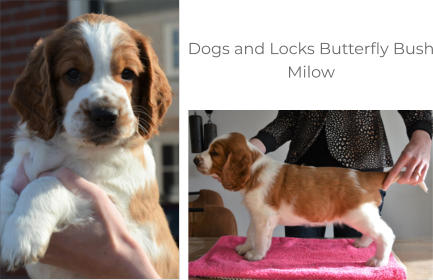 Dogs and Locks Butterfly Bush Milow