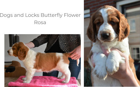 Dogs and Locks Butterfly Flower Rosa