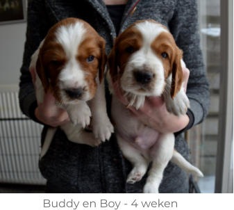 Buddy en Boy - 4 weken